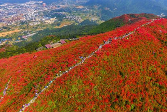 从井冈山到丹寨，全国最全的杜鹃花打卡地都在这里了