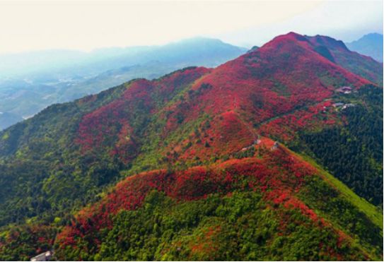 从井冈山到丹寨，全国最全的杜鹃花打卡地都在这里了