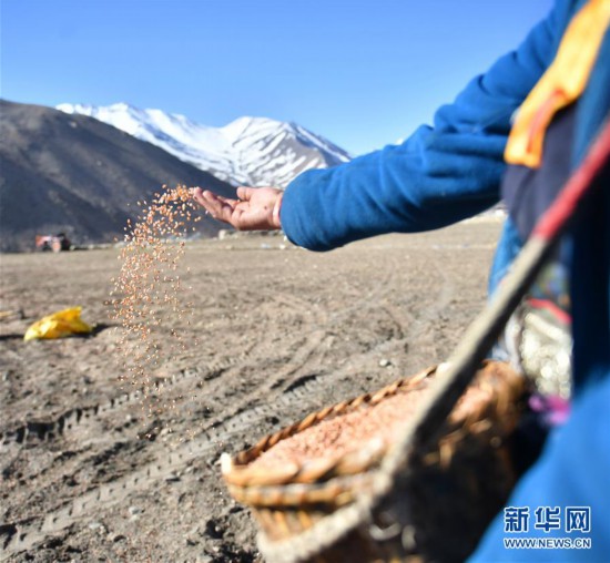 （经济）（4）西藏日喀则：高原深处春耕忙