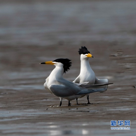 神话之鸟现身闽江沙洲