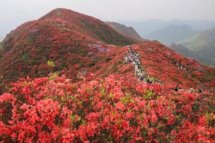 丹寨万达小镇“五一”杜鹃花节盛况空前