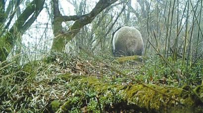 绵竹境内首次拍摄到野生大熊猫