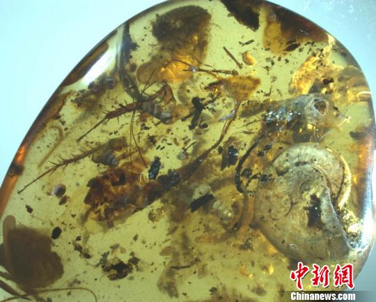 中國古生物學家在琥珀中首次發現史前海洋動物菊石