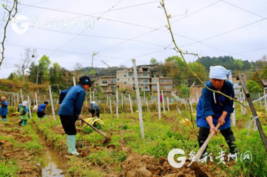 惠水王佑镇人口_贵州惠水王佑镇图片(3)