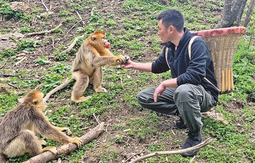 在神农架探访川金丝猴