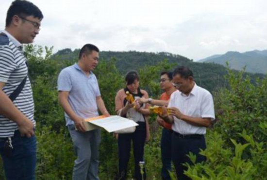 在聯明村油茶基地調研