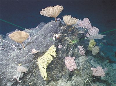 马里亚纳海沟发现“海底花园”