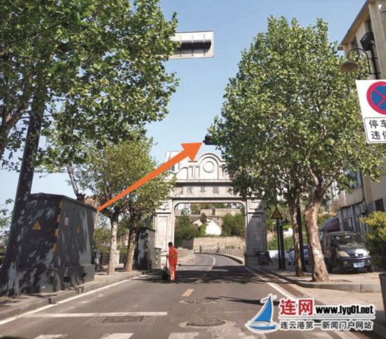 连云港一信号灯"躲"树冠中?绿化部门让其"露脸"