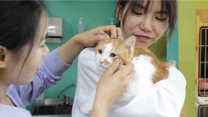 城镇养猫人口_人养猫过敏出红疹图(3)