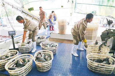 讓海南羅非魚“暢游國內”			進一步拓寬銷售渠道、豐富產品品類，促進出口、內銷齊頭並進