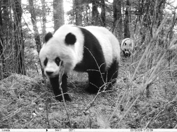 “半岛彩票官方网站”黄龙首次拍到野生大熊猫母子同框