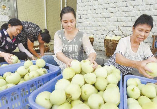 富硒香瓜助農增收