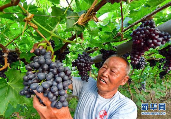 （经济）（1）河北唐山：融合发展助力乡村振兴