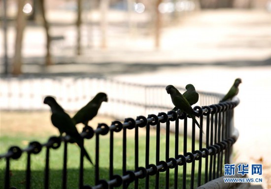 马德里迎来高温天气