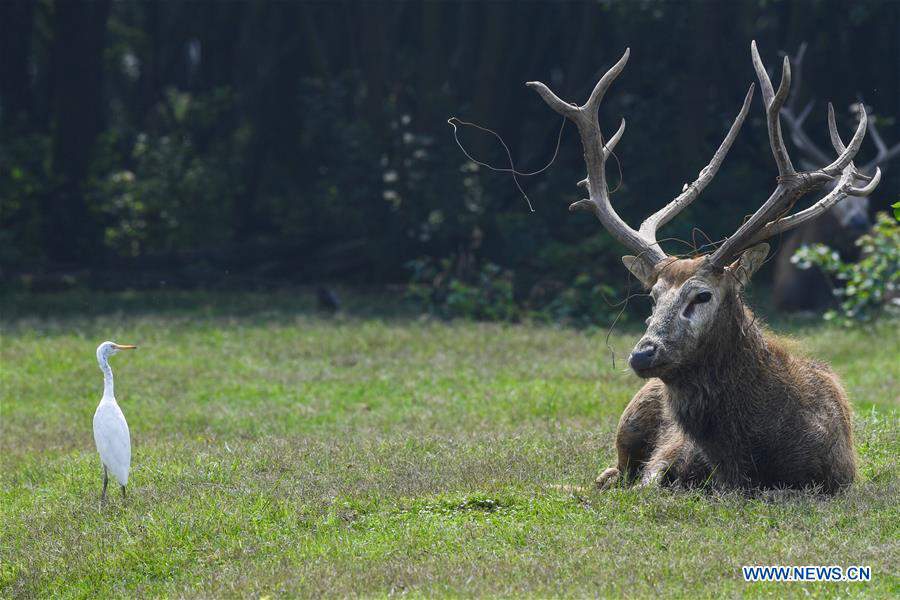 CHINA-JIANGSU-MILU NATIONAL NATURE RESERVE-POPULATION-GROWTH (CN)