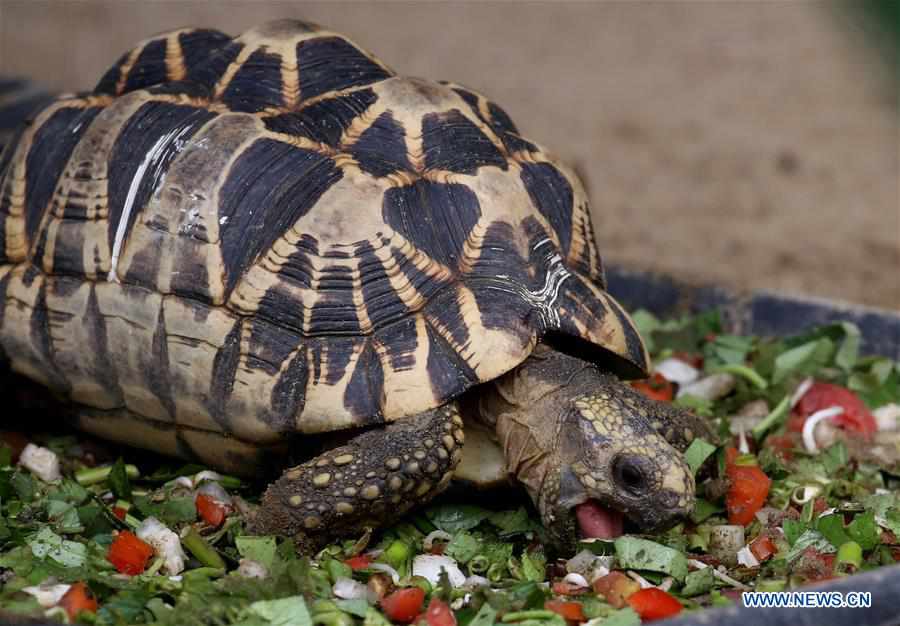 MYANMAR-YANGON-STAR TORTOISE