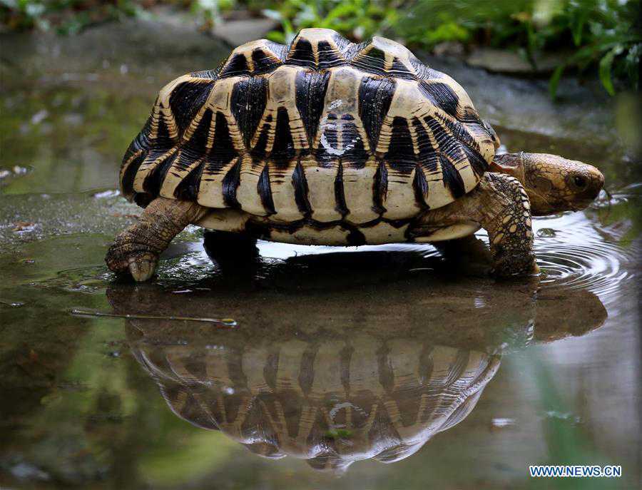 MYANMAR-YANGON-STAR TORTOISE