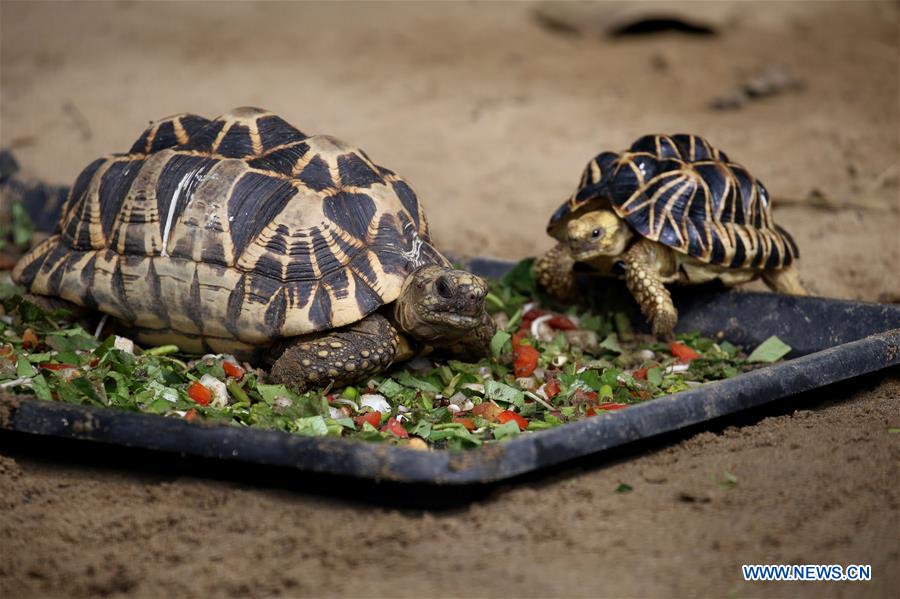 MYANMAR-YANGON-STAR TORTOISE