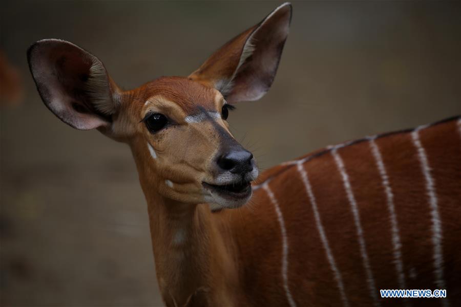 Animals seen at Zoological Gardens in Yangon, Myanmar (10) - People's Daily Online Animals seen at Zoological Gardens in Yangon, Myanmar (10) - People's Daily Online