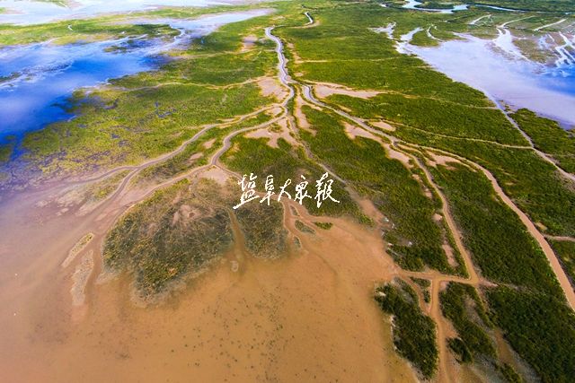 美图丨鹤舞鹿鸣  美美与共 盐城黄海湿地成功跻身世界自然遗产