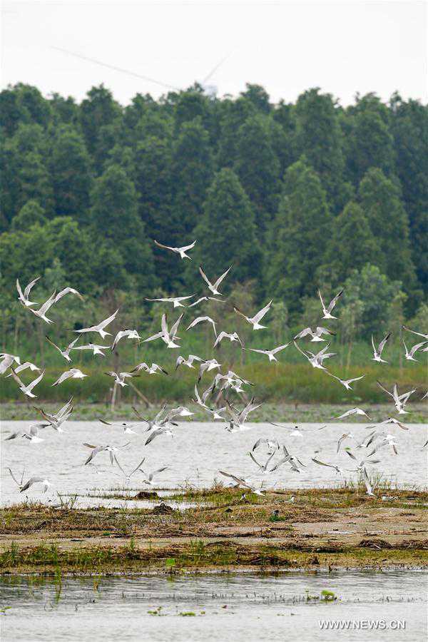 CHINA-MIGRATORY BIRD SANCTUARIES-UNESCO-WORLD HERITAGE LIST (CN)