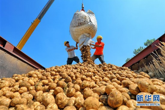 （经济）（2）河北滦南：“订单土豆”助农增收