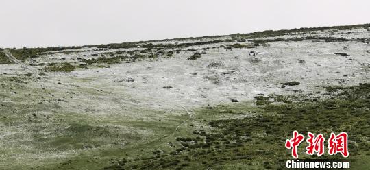 甘肃祁连山区迎强降水雪润康乐草原牛羊“撒欢儿”
