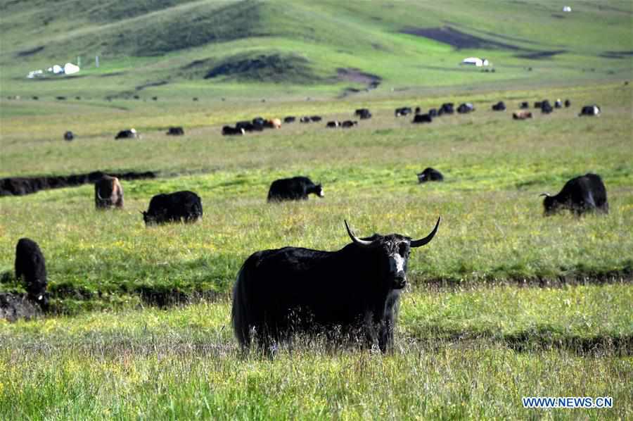 CHINA-SICHUAN-POVERTY ALLEVIATION-YAK-INDUSTRY (CN)