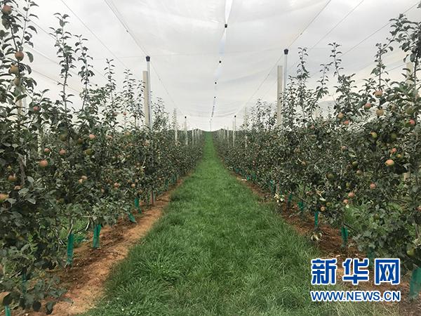 特色种植产业——云南昭通脱贫攻坚的“金钥匙”