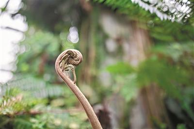 植物学先驱亲手规划打造华南植物王国