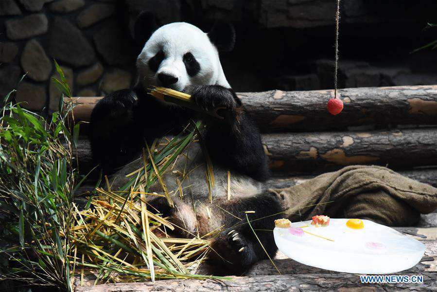 CHINA-JINAN-GIANT PANDA-SUMMER (CN)