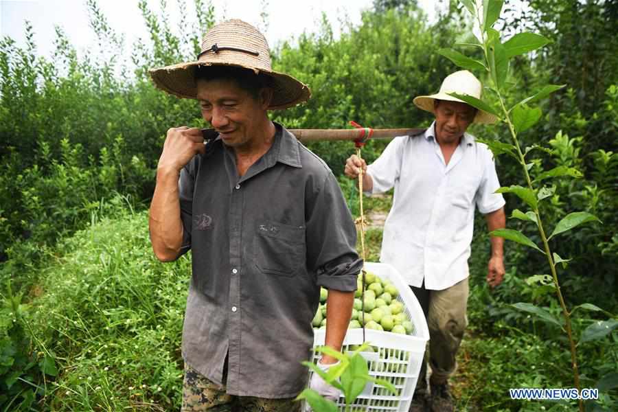 CHINA-CHONGQING-PLUM-HARVEST (CN)