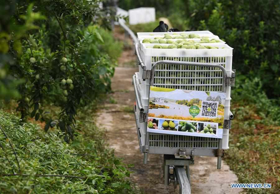 CHINA-CHONGQING-PLUM-HARVEST (CN)