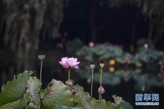 杭州西湖景区：西湖荷花别样美