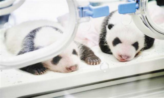 重庆动物园四只大熊猫宝宝面向全球征名