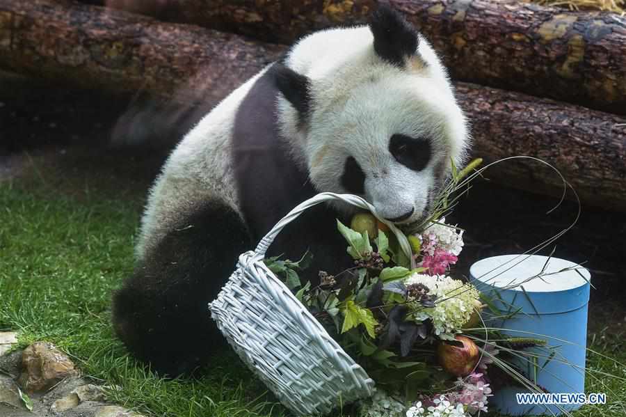 RUSSIA-MOSCOW-PANDAS-BIRTHDAY-CELEBRATIONS