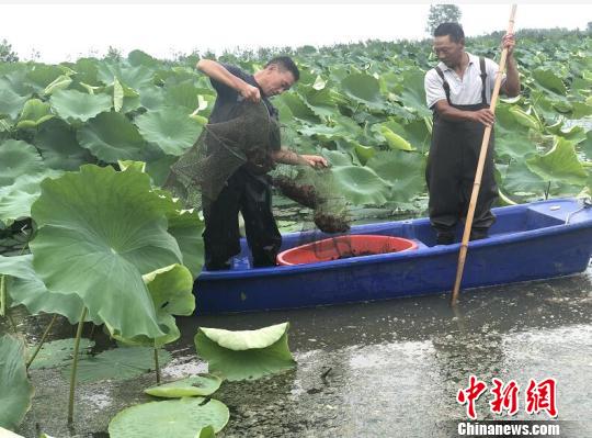 江苏泗洪：“家门口”就业让村民分享产业红利