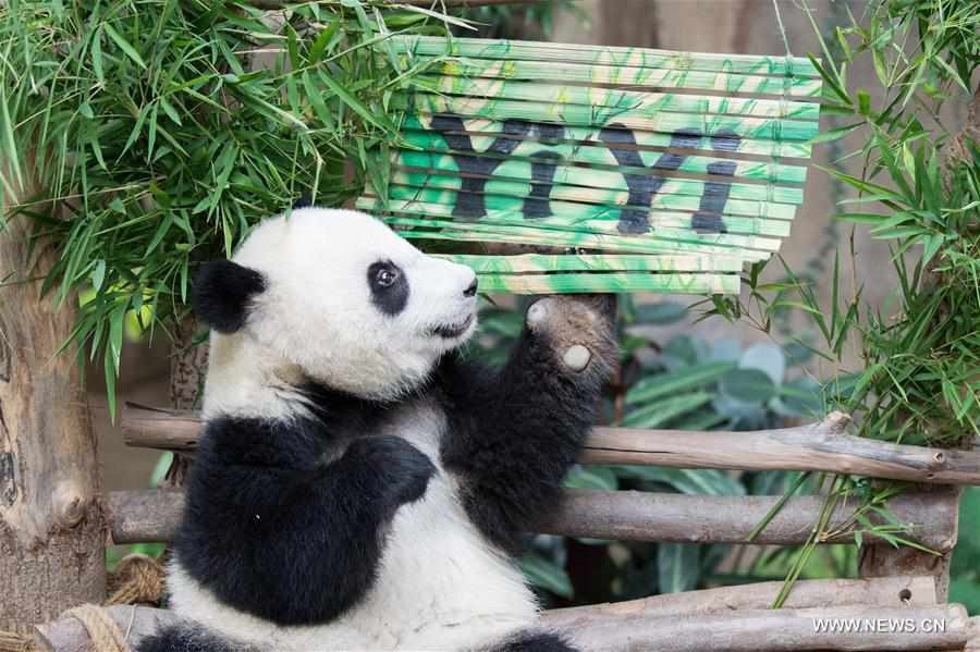 2nd giant panda cub named Yi Yi, marking close China-Malaysia friendship  (11) - People's Daily Online