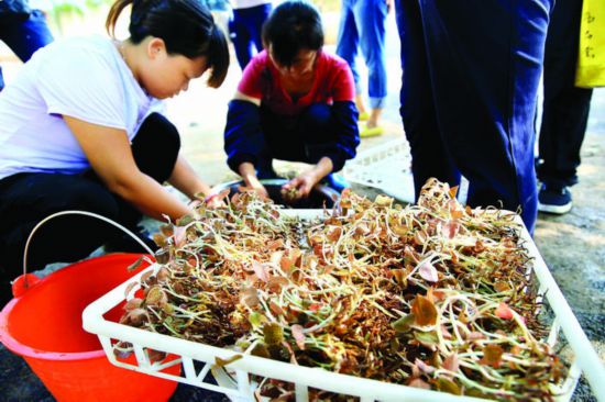     培育好的金线莲，即将准备种植。    惠州日报记者王建桥 摄 （资料图片）