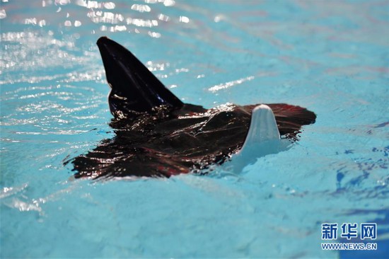 我国研制出滑扑一体自主变形仿生柔体潜航器