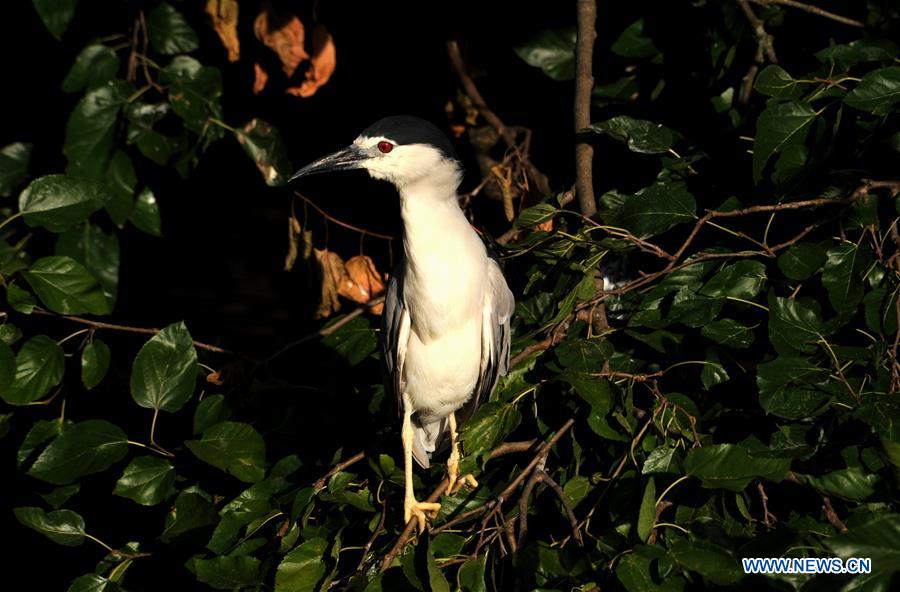 CHINA-SHANGHAI-ZOO-BIRD (CN)