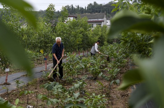 8月5日,盛鑫红仁核桃专业合作社的社员在为红仁核桃幼苗松土。