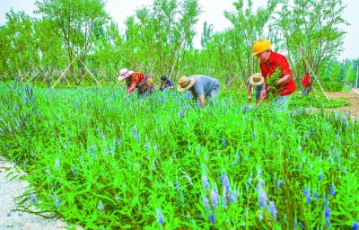 北京朝阳黑庄户拆违3万余平方米  新添绿海扮靓廊道地区