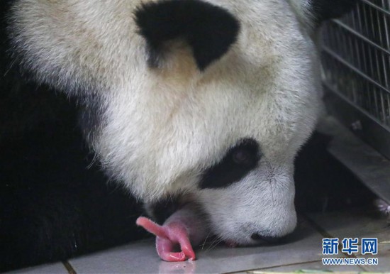 (国际)(1)旅比大熊猫“好好”产下龙凤胎