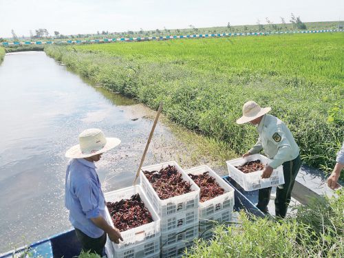 价格“断崖式下跌” “麻辣小龙虾”产业路如何能越来越平坦？