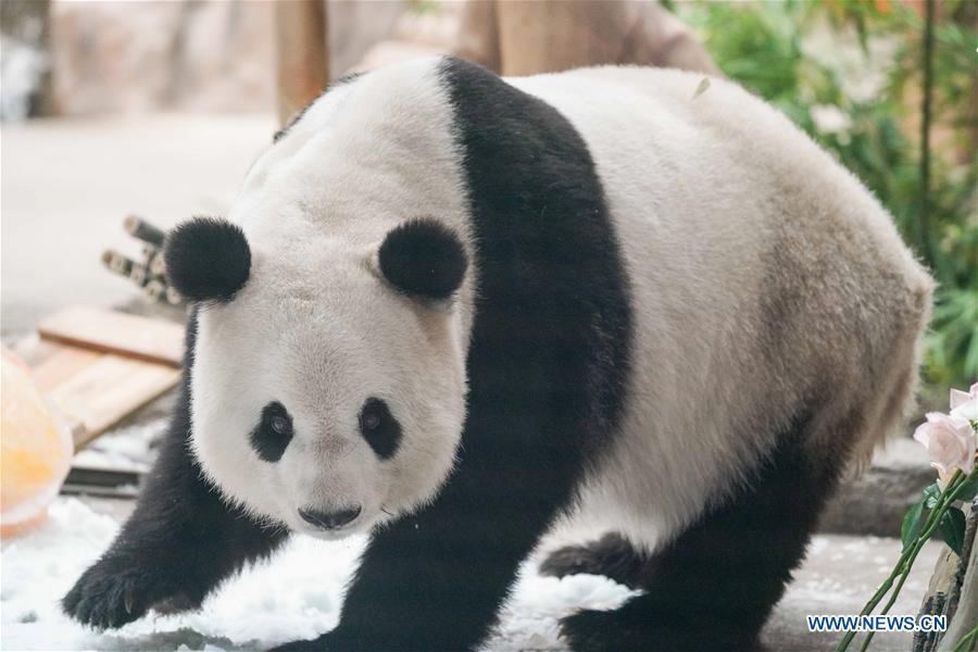 CHINA-HEILONGJIANG-GIANT PANDA-BIRTHDAY (CN)