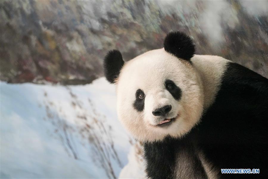 CHINA-HEILONGJIANG-GIANT PANDA-BIRTHDAY (CN)