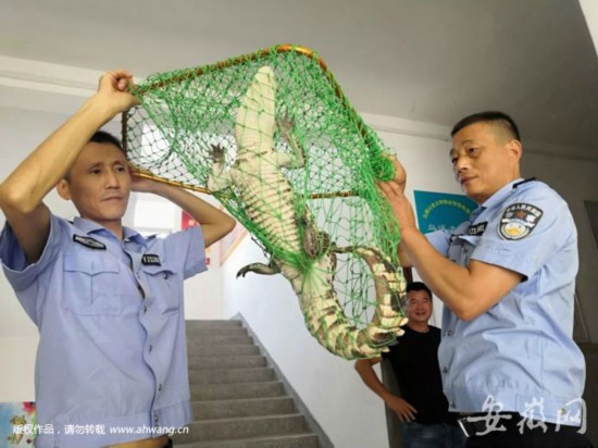 鳄鱼惊现居民屋顶 主人：趁我不在家 它到处窜