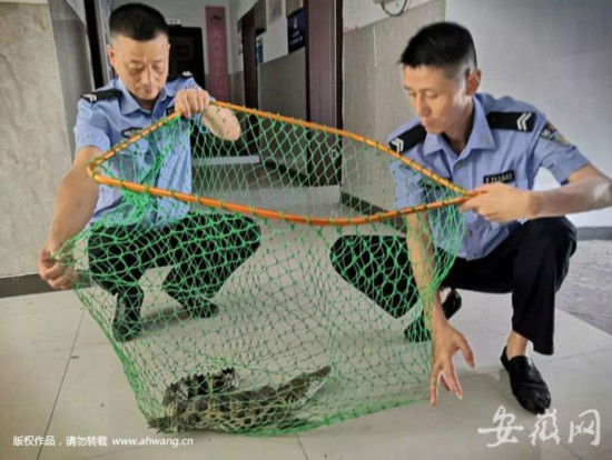 鳄鱼惊现居民屋顶 主人：趁我不在家 它到处窜