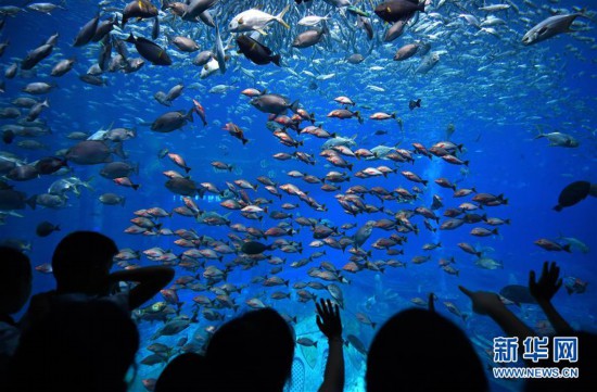 游客在三亚亚特兰蒂斯水族馆参观(2019年7月10日摄).